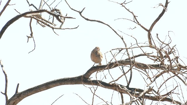 Bisbita Neozelandés (grupo australis) - ML621738570