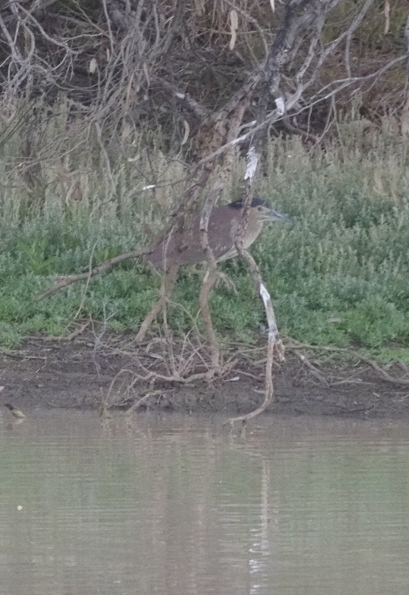 Nankeen Night Heron - ML621738584