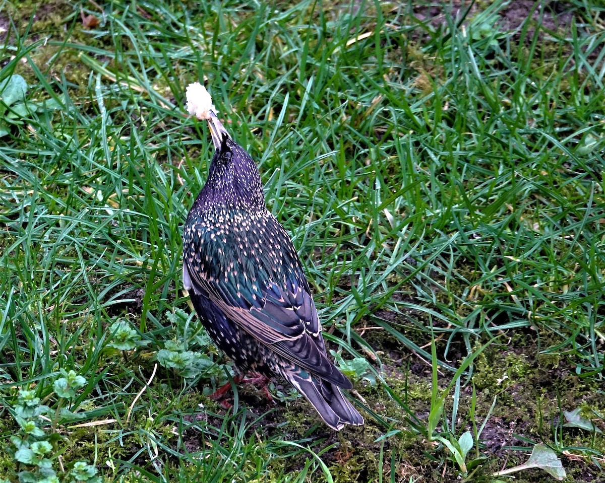 European Starling - ML621738682