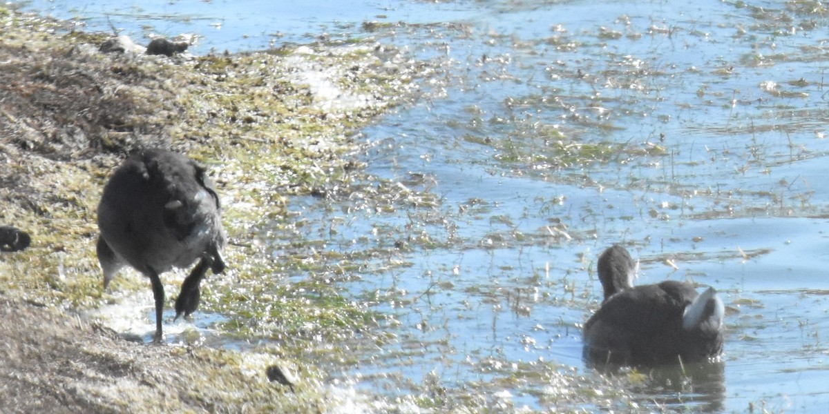 American Coot - Michael I Christie