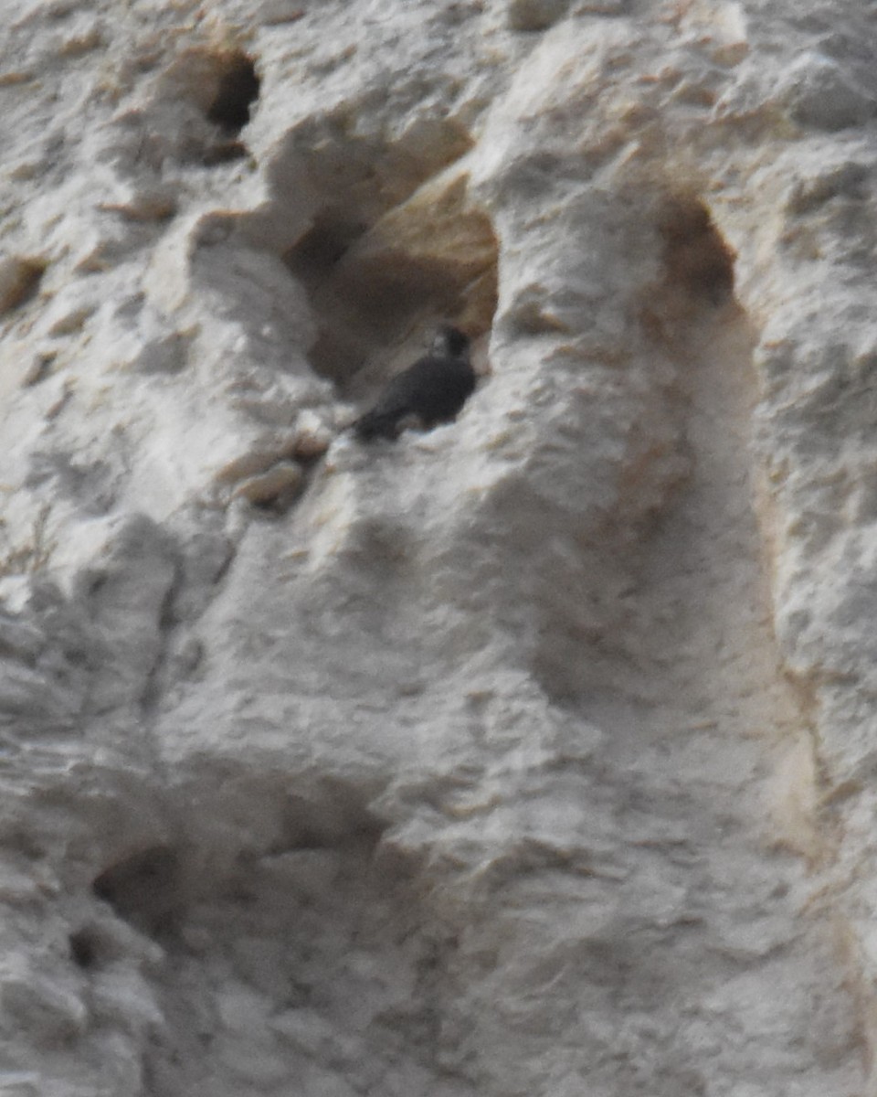 Peregrine Falcon - ML621738816
