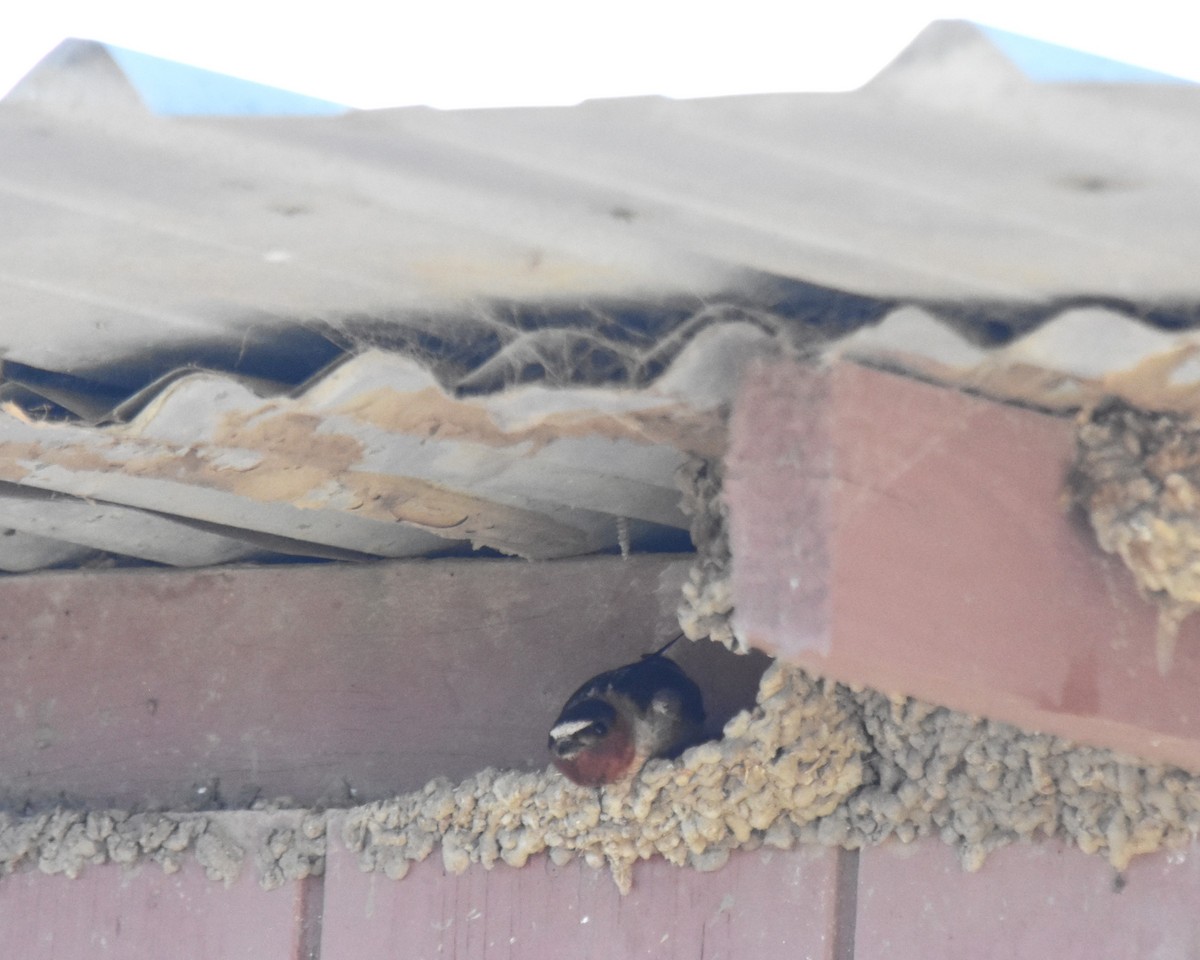 Cliff Swallow - ML621738823