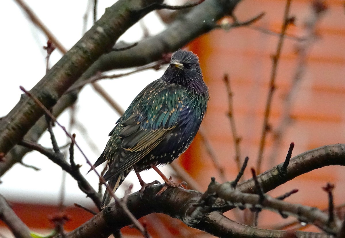 European Starling - ML621738926