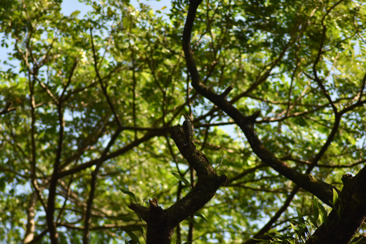 Philippine Pygmy Woodpecker - ML621738989