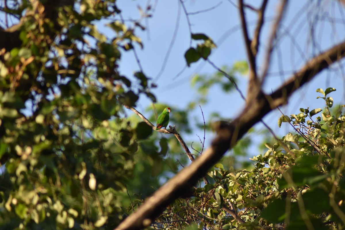 Philippine Hanging-Parrot - Dindo Karl Mari Malonzo