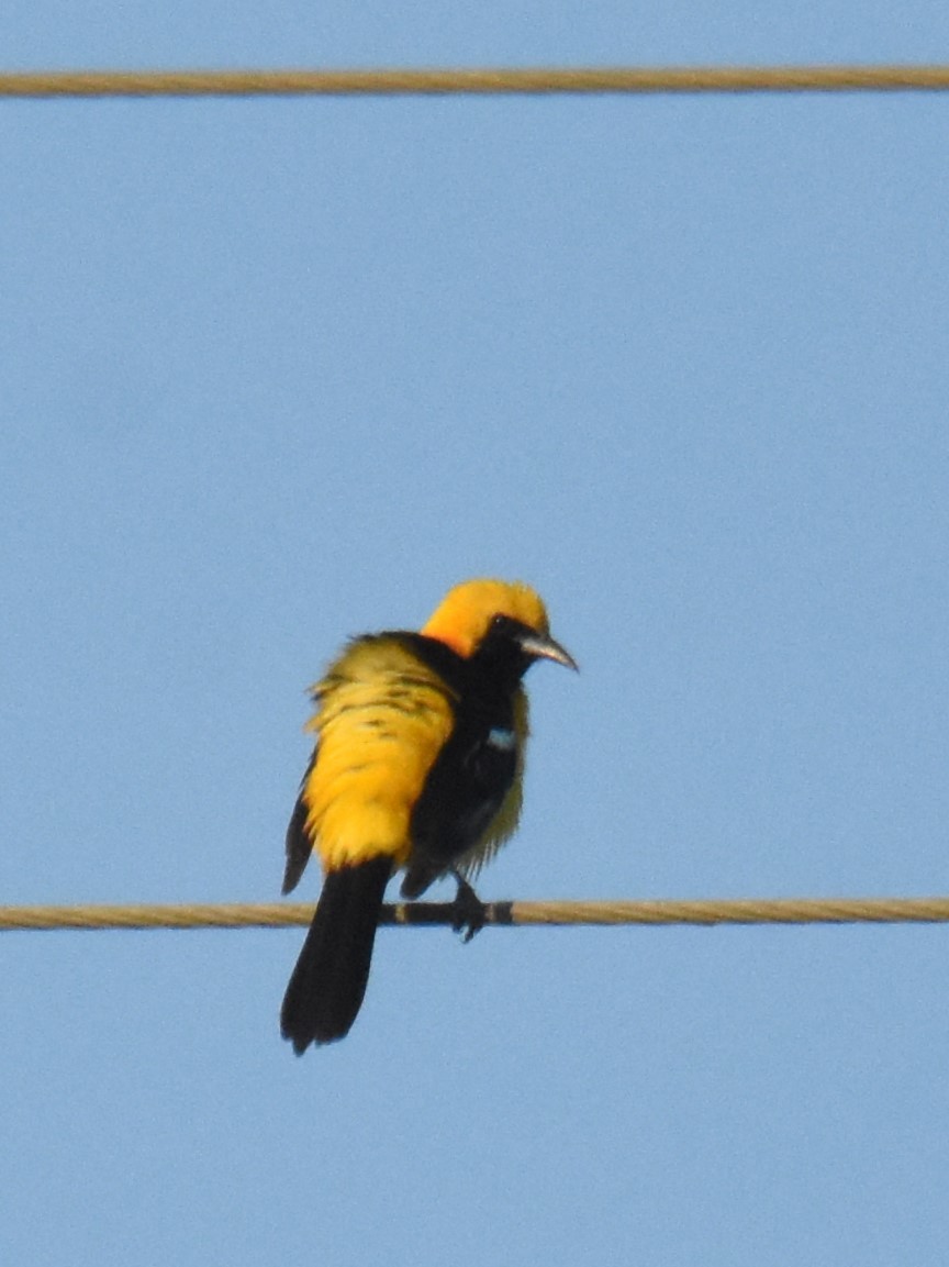 Hooded Oriole - Michael I Christie