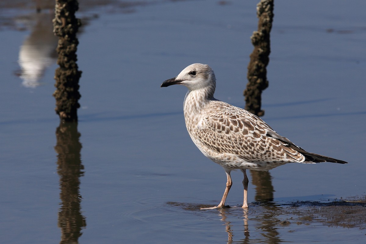 Slaty-backed Gull - ML621739050