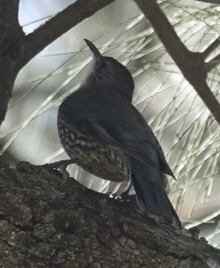 White-throated Treecreeper - ML621739096