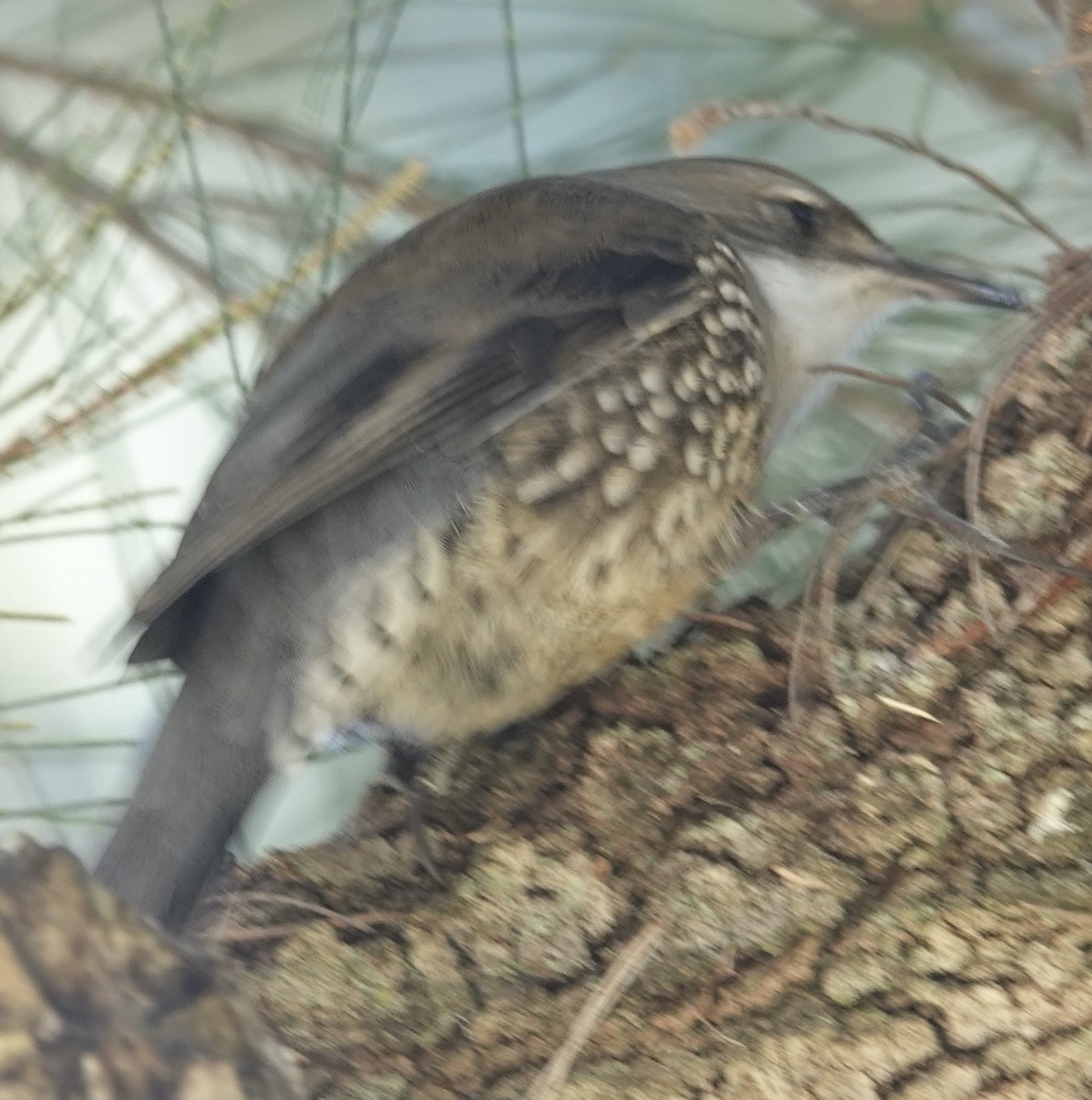 White-throated Treecreeper - ML621739097