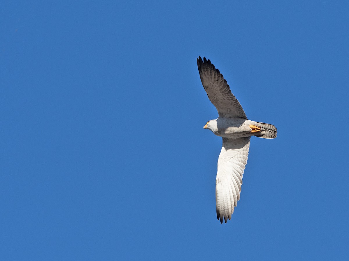 Gray Falcon - ML621739112