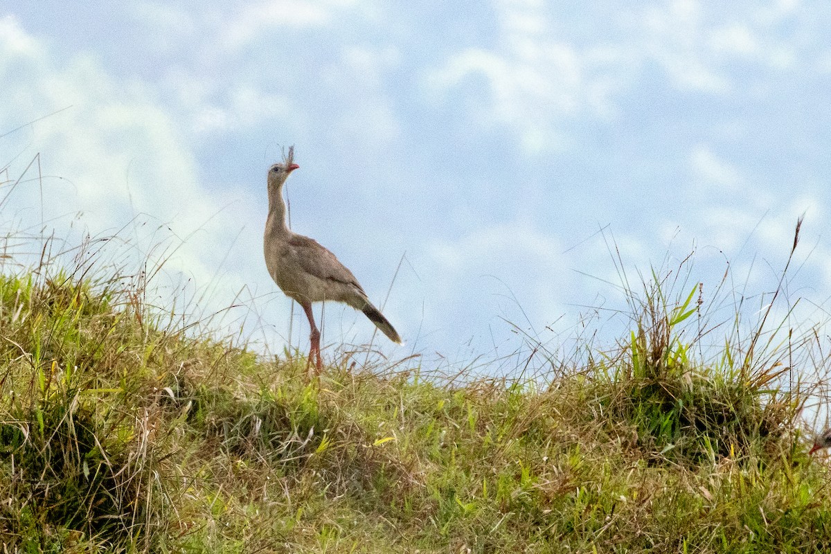 Red-legged Seriema - Neil Hayward