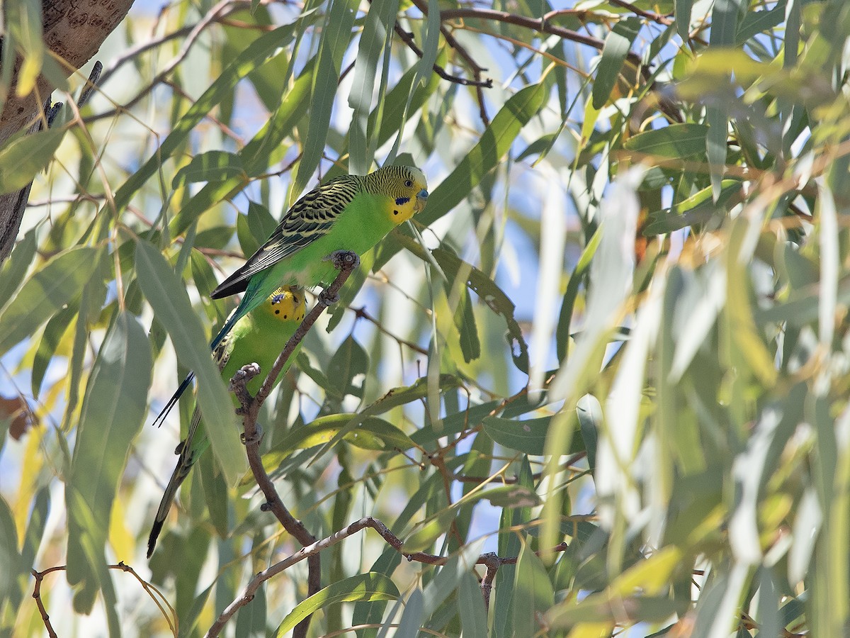 Budgerigar - ML621739134