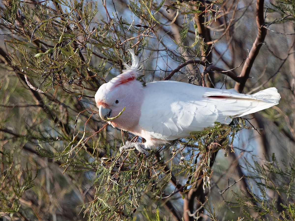 Pink Cockatoo - ML621739159