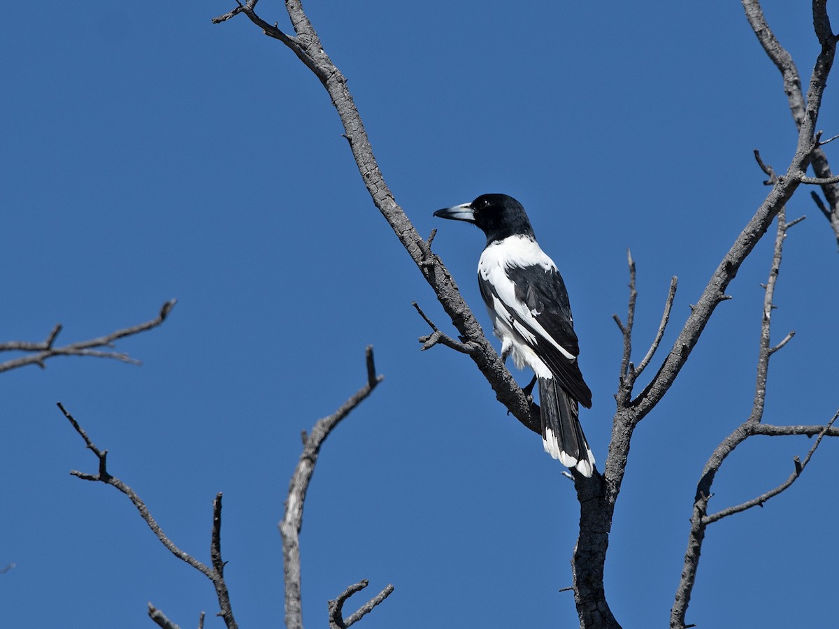 Pied Butcherbird - ML621739163