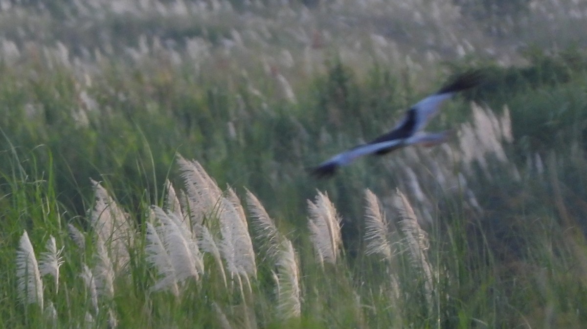 Pied Harrier - ML621739214