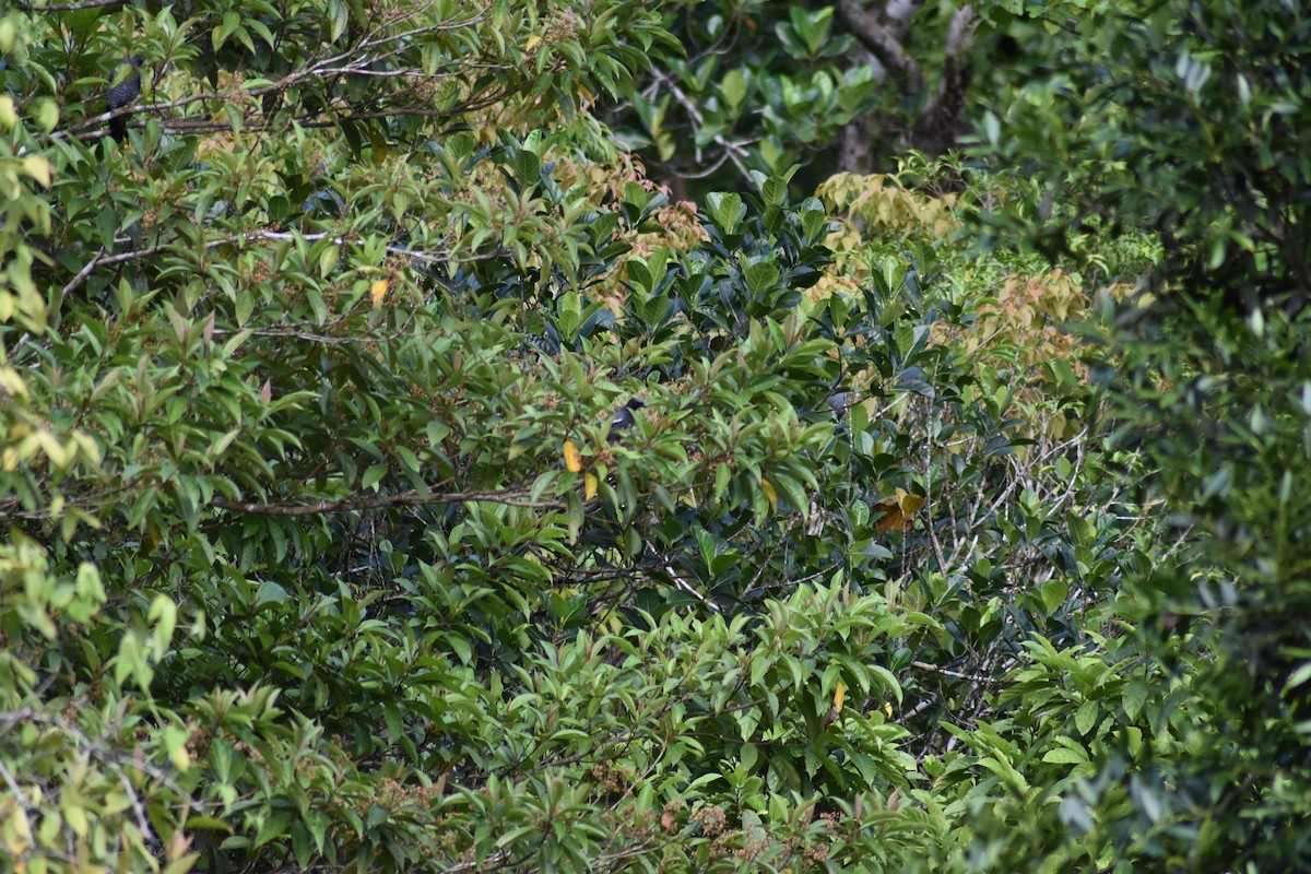 White-winged Cuckooshrike - Dindo Karl Mari Malonzo