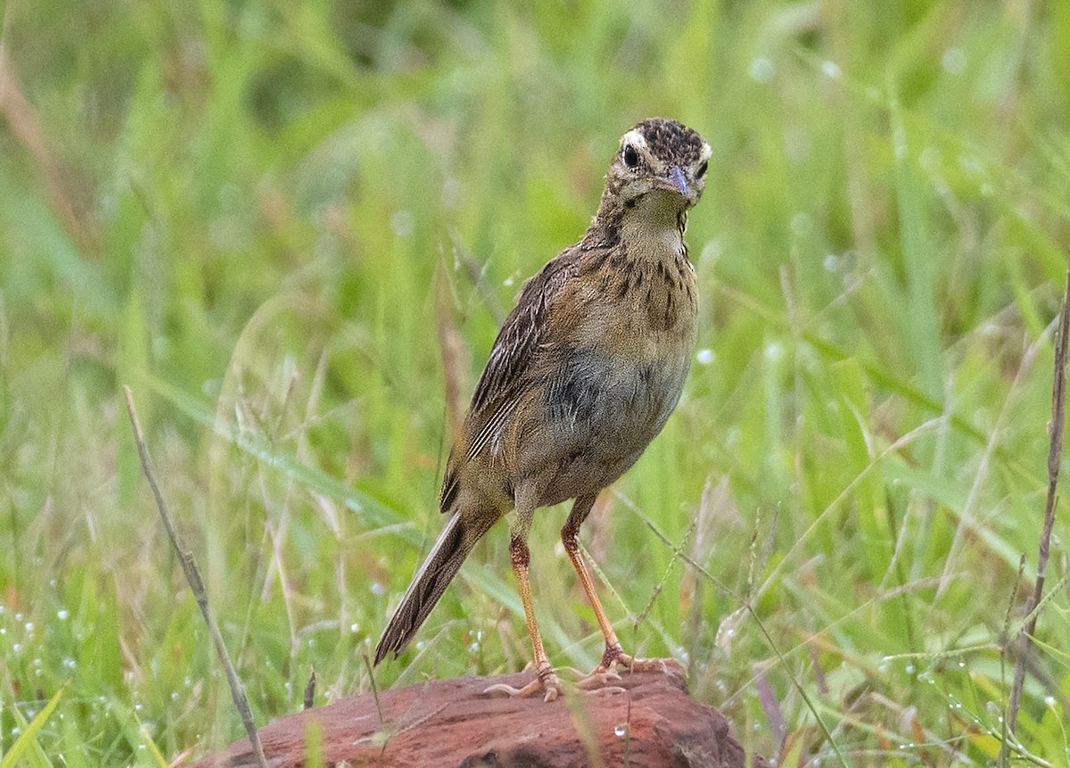 Paddyfield Pipit - ML621739334