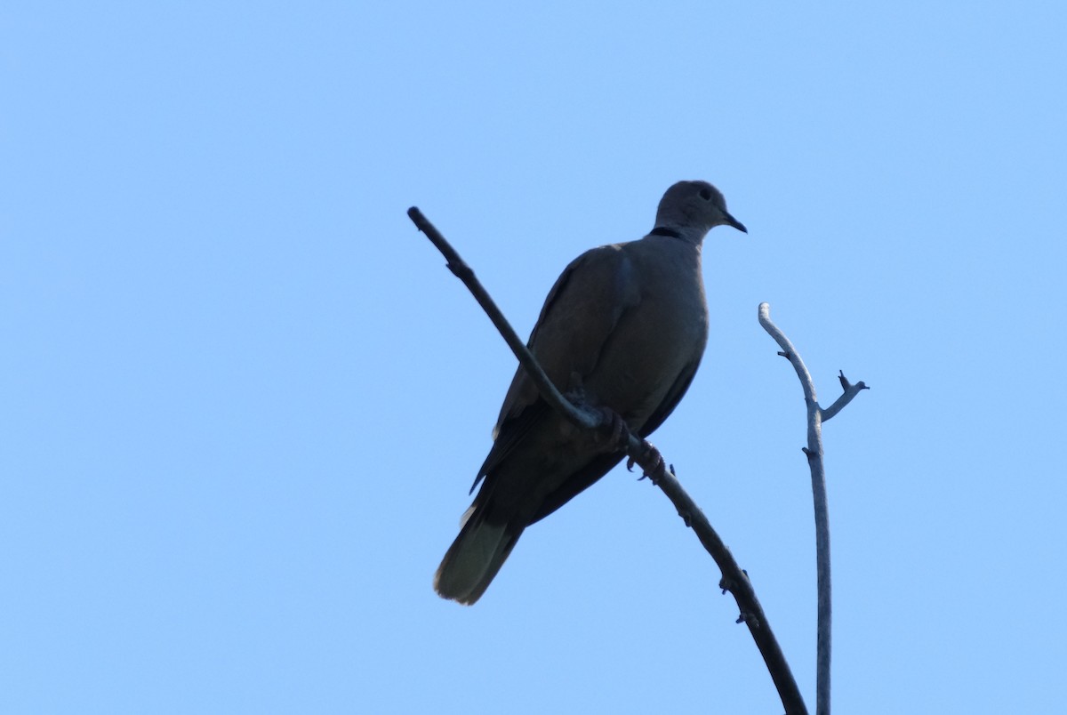 Eurasian Collared-Dove - Klaus Bielefeldt