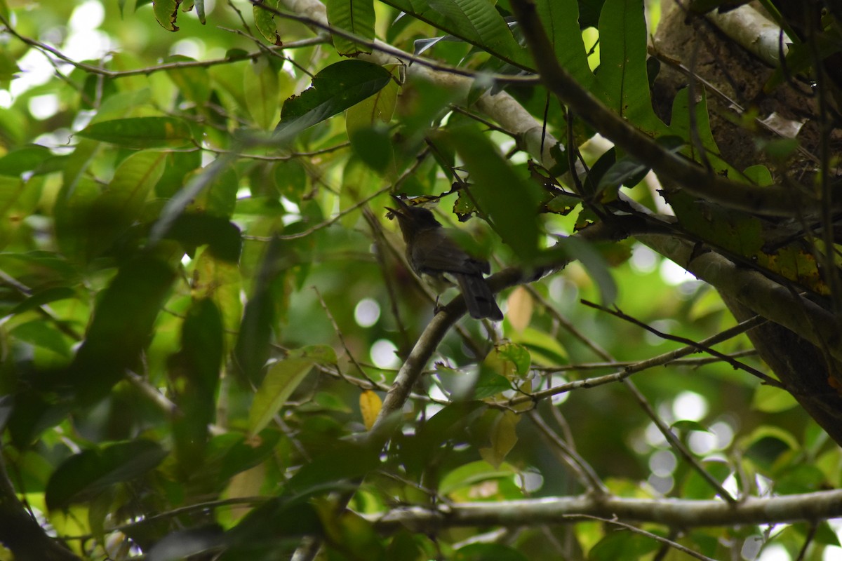 Visayan Bulbul - ML621739339