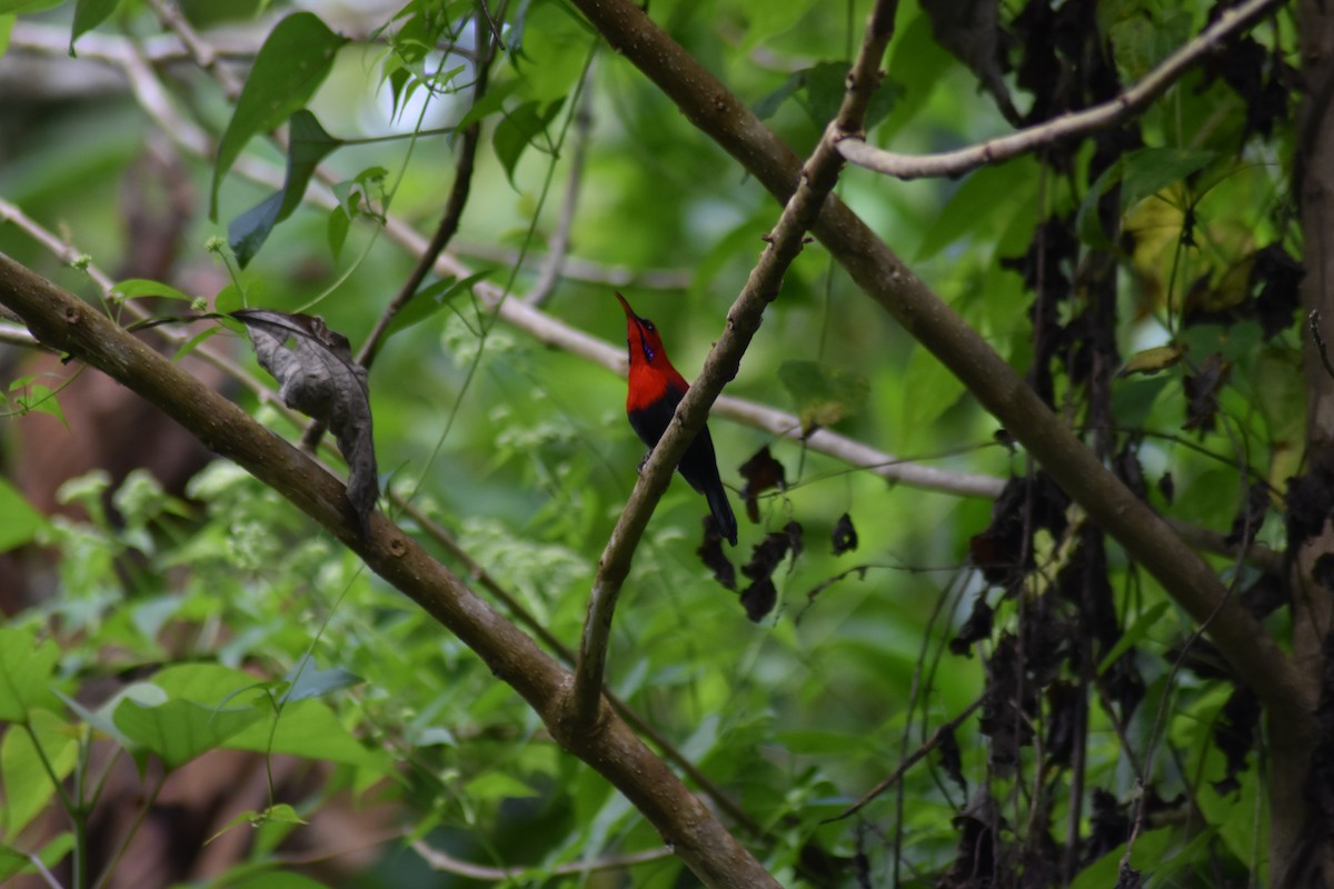 Magnificent Sunbird - Dindo Karl Mari Malonzo