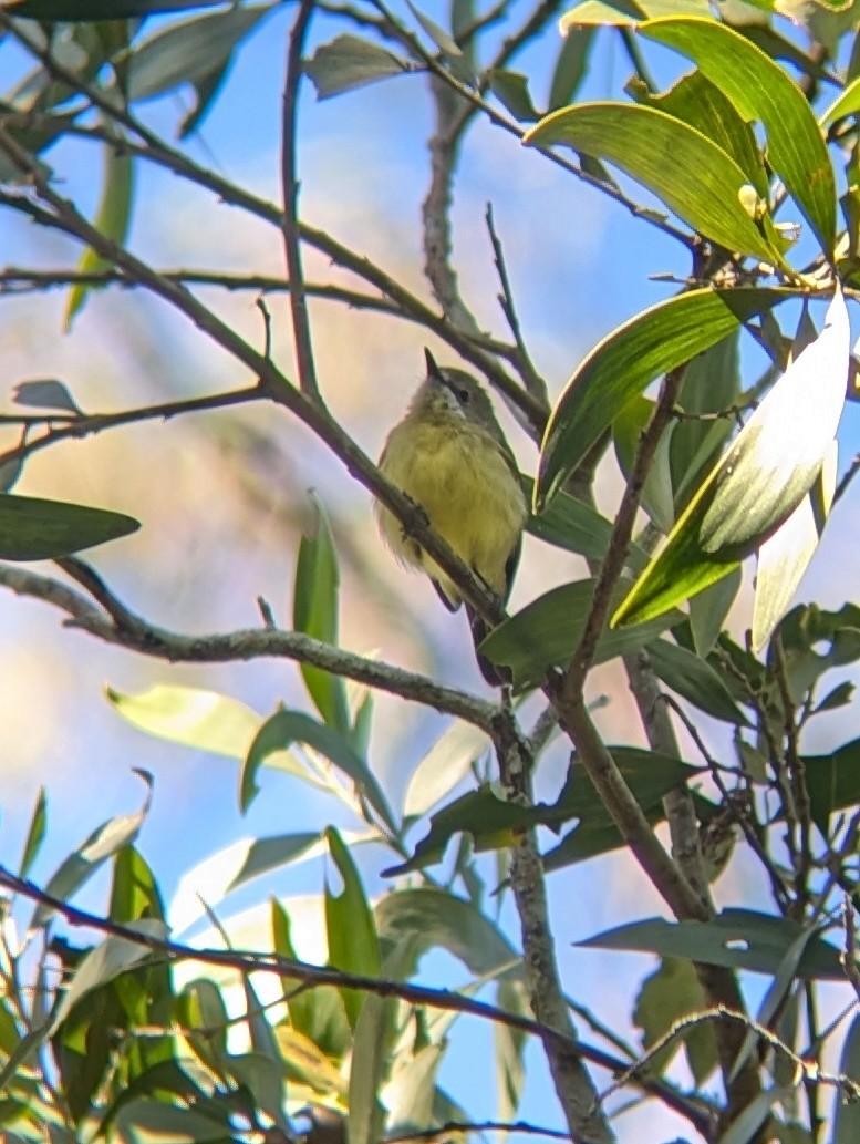 Fairy Gerygone - ML621739421