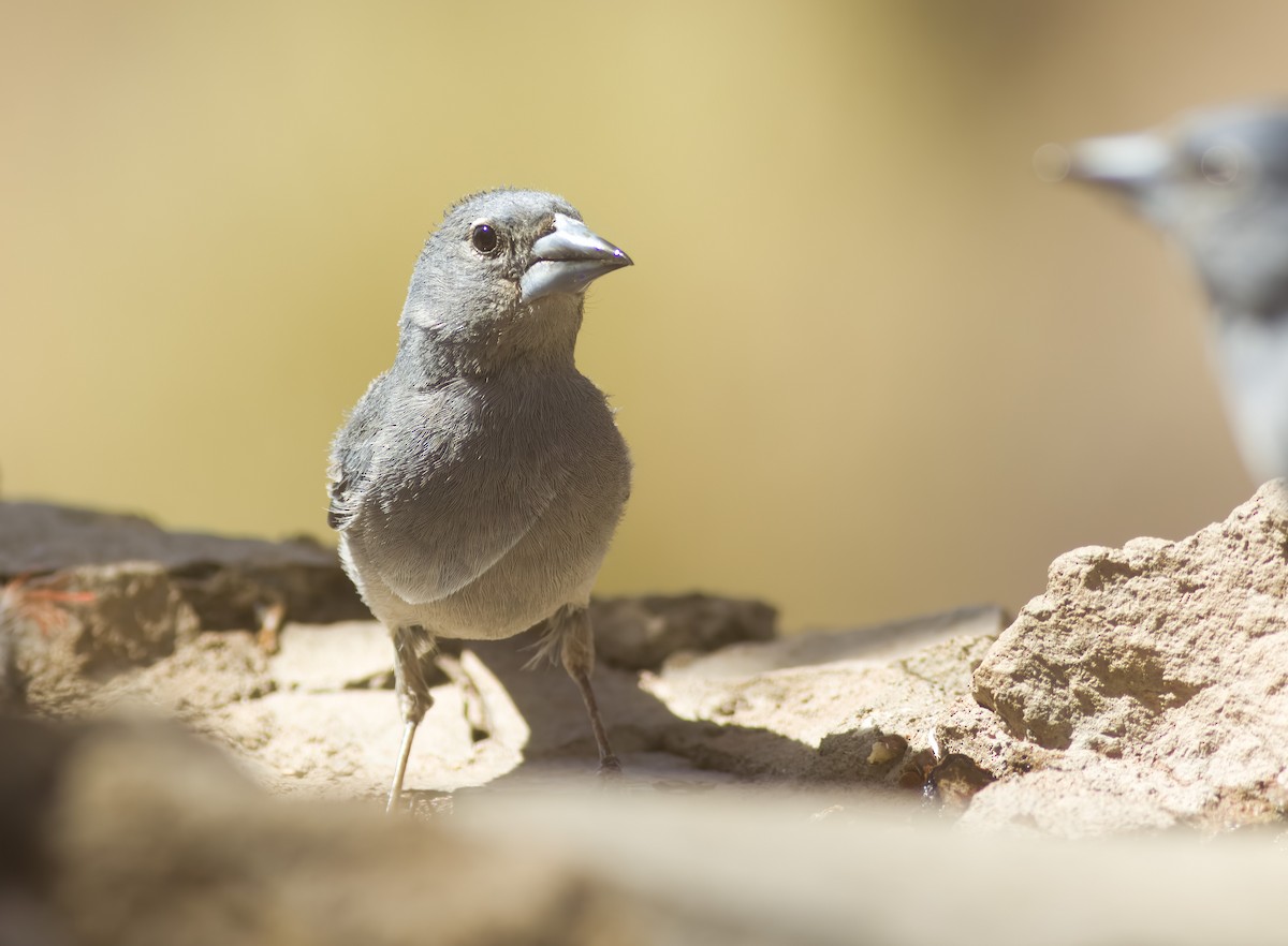 Tenerife Blue Chaffinch - ML621739444