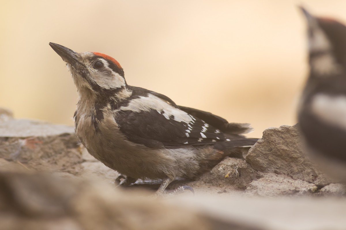 Great Spotted Woodpecker (Canarian) - ML621739445