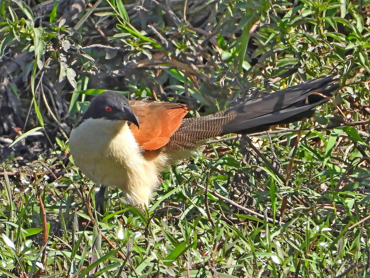 Coppery-tailed Coucal - ML621739452