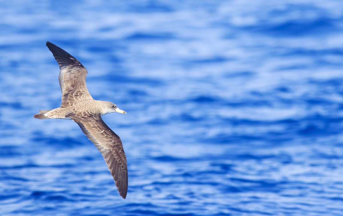 Cory's Shearwater (borealis) - ML621739453