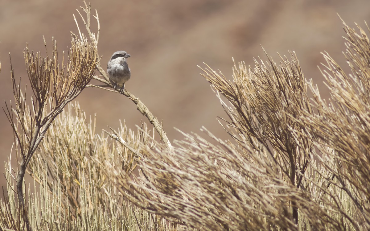 Great Gray Shrike - ML621739484