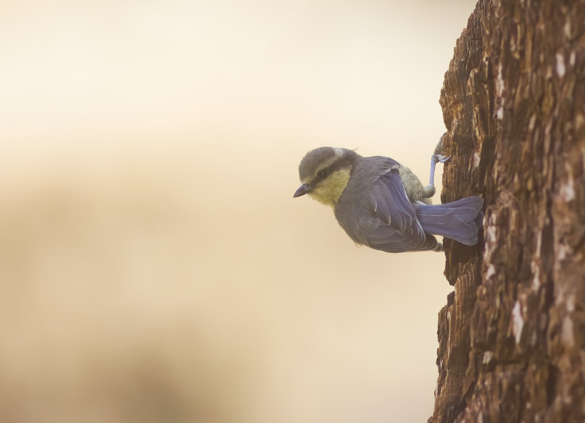 African Blue Tit - ML621739486