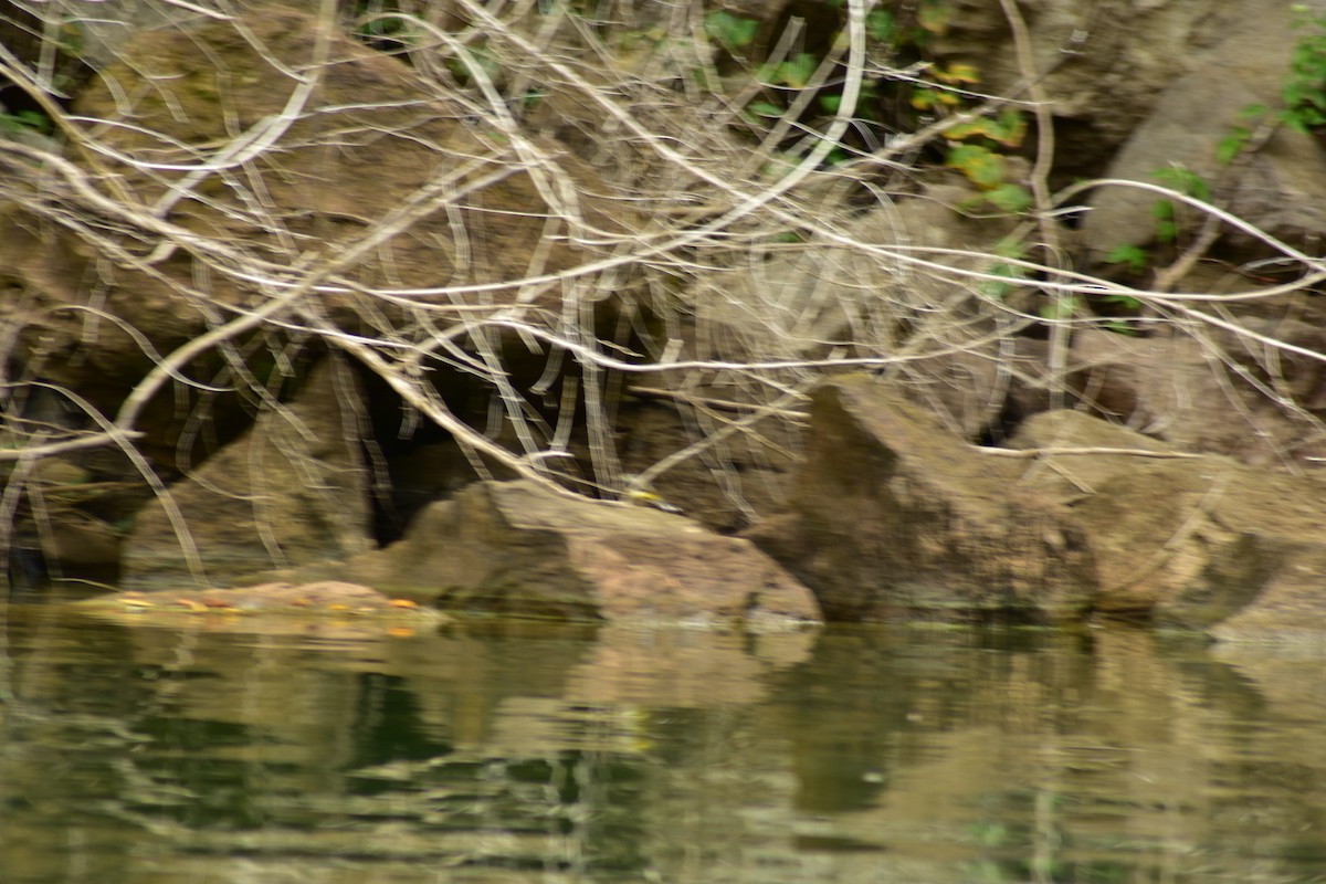 Gray Wagtail - ML621739488