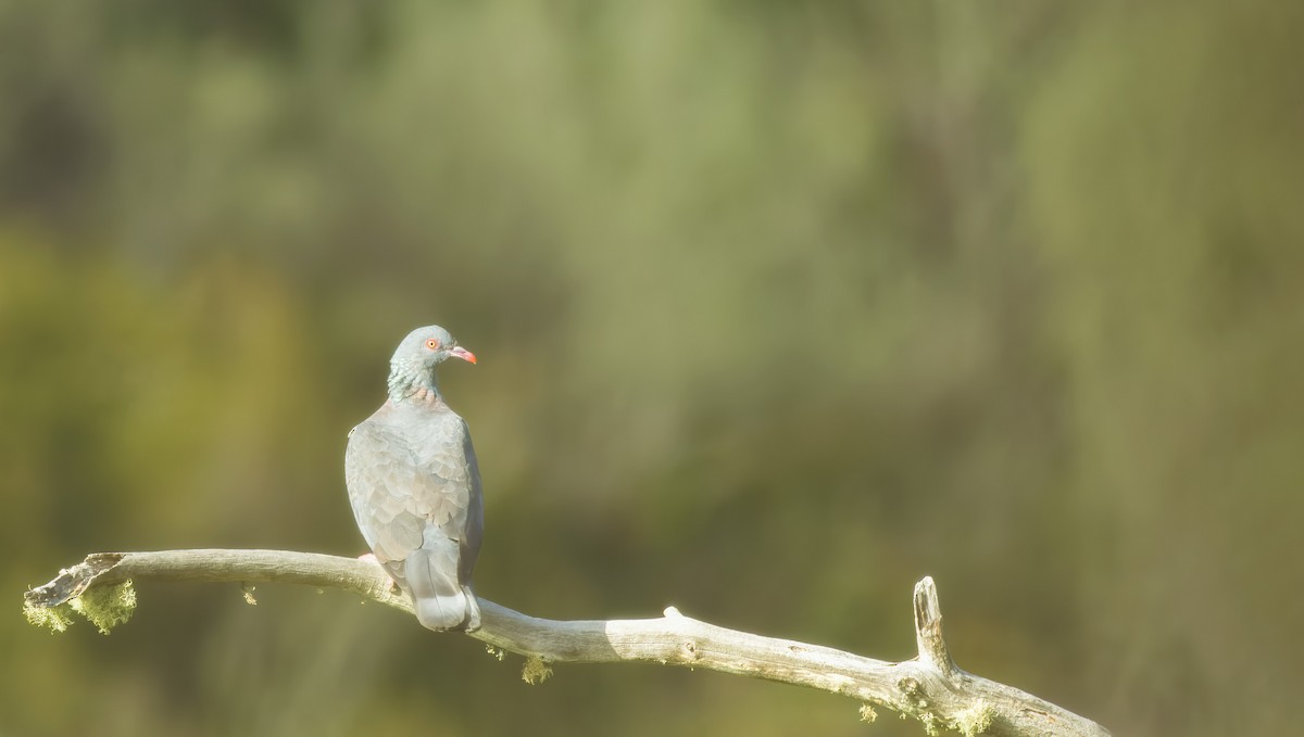 Bolle's Pigeon - ML621739489