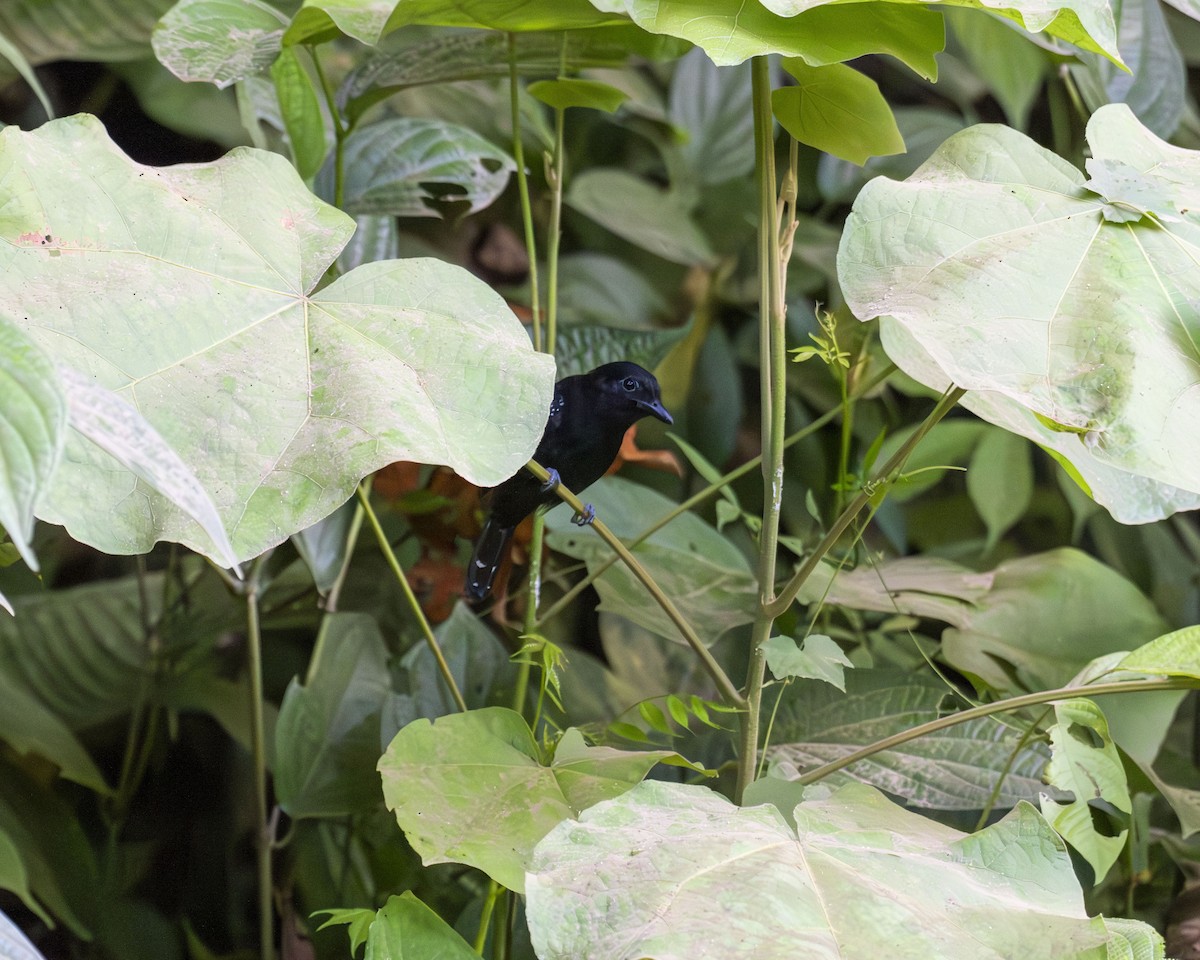 Black-hooded Antshrike - Scott Beattie