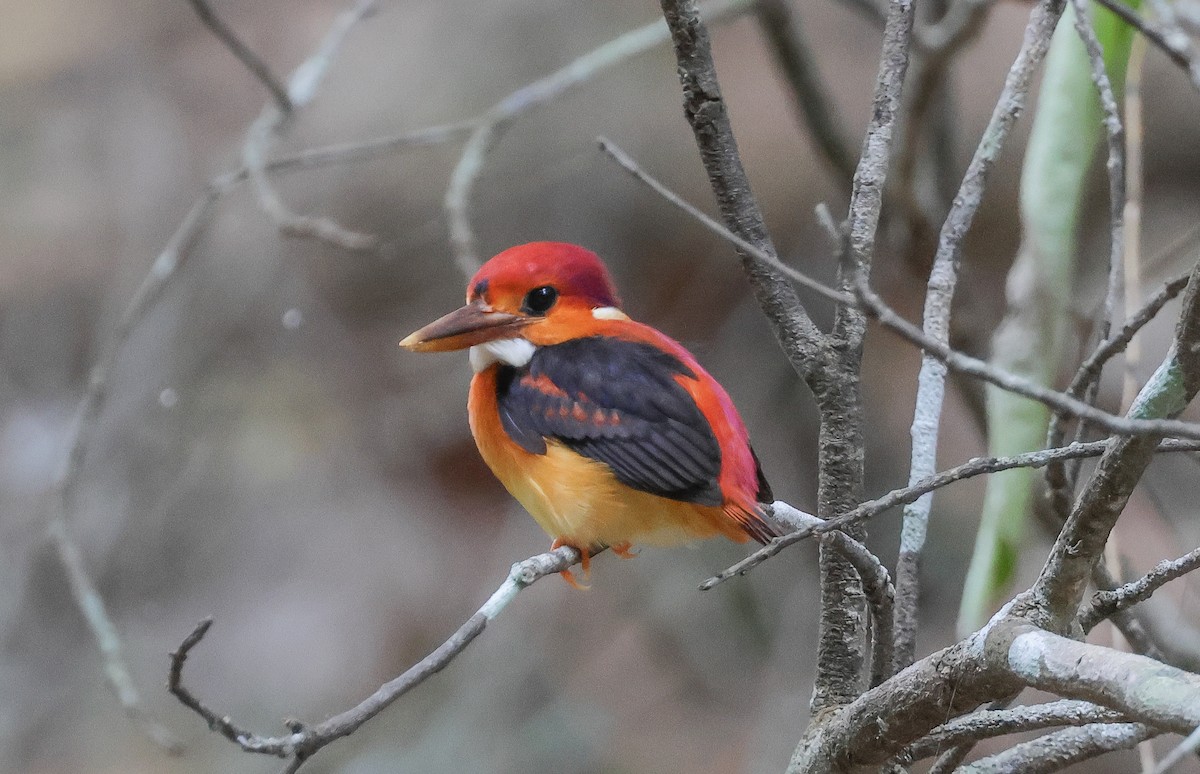 Rufous-backed Dwarf-Kingfisher - ML621739535