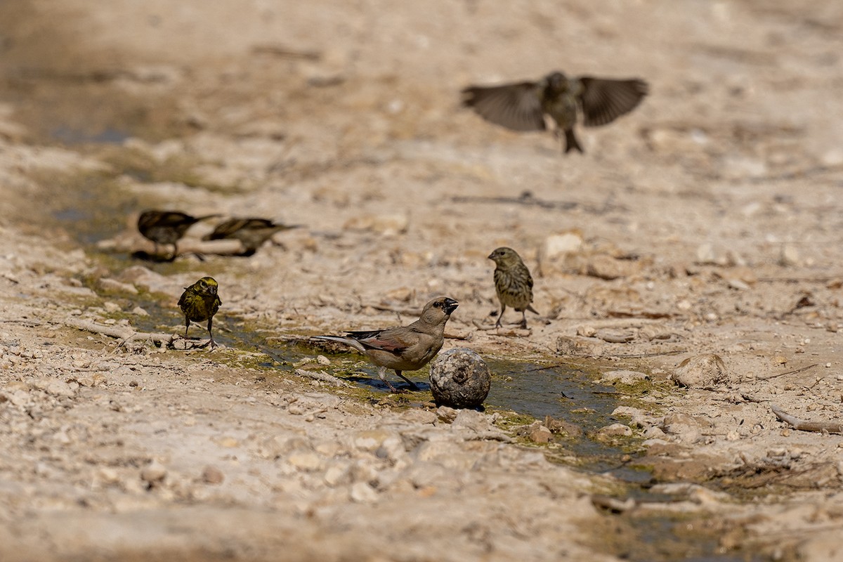 Desert Finch - ML621739615