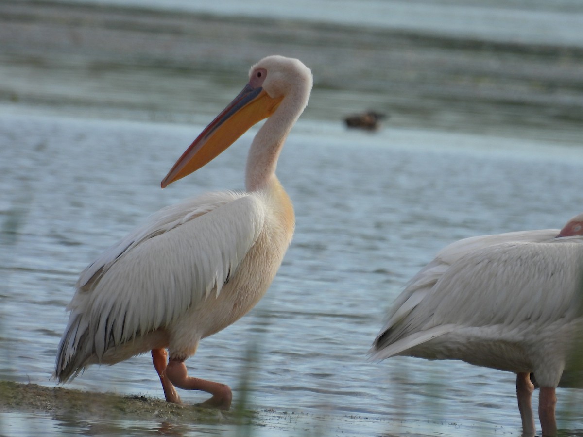 Great White Pelican - ML621739701