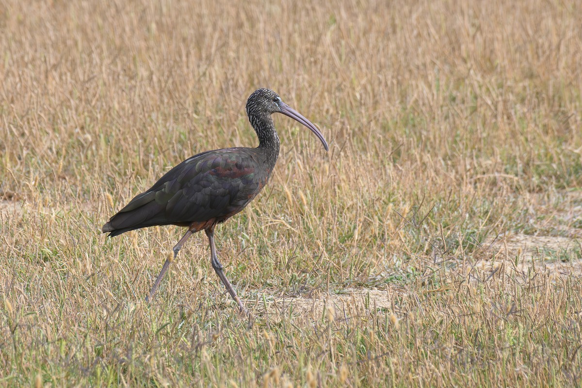 Glossy Ibis - ML621739786