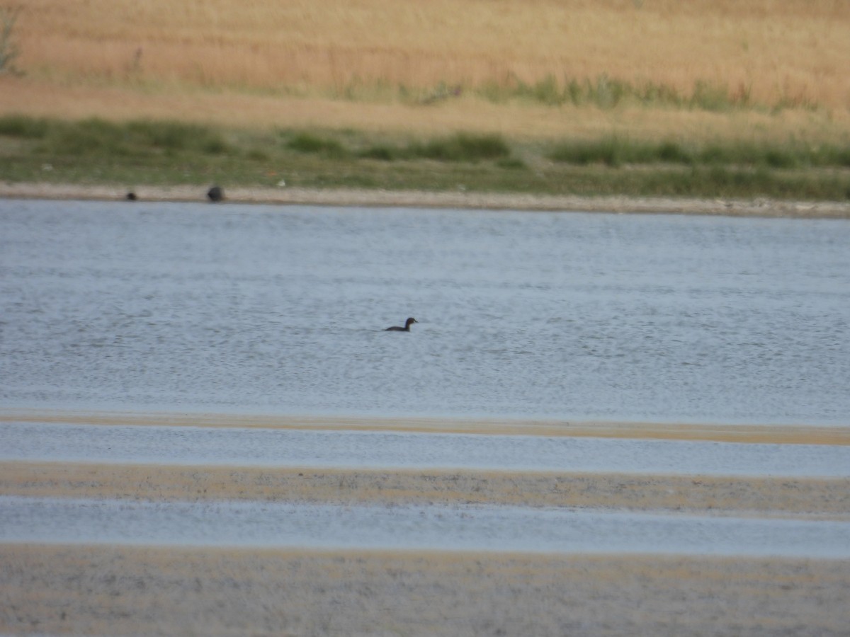 Little Grebe - ML621739794