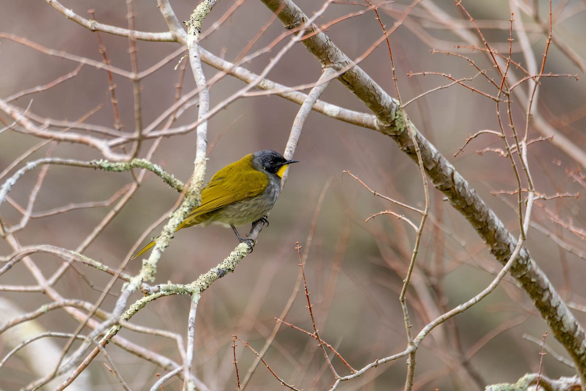 Yellow-throated Honeyeater - ML621739815