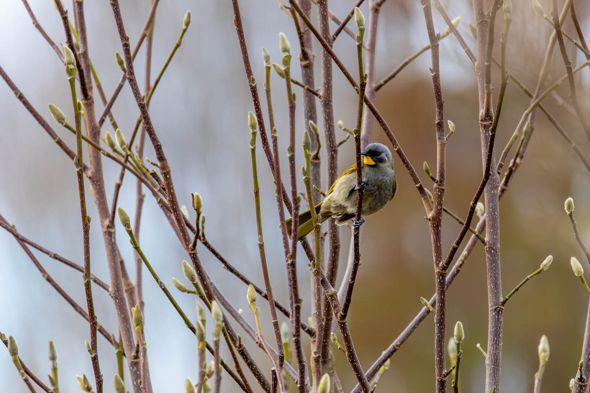 Yellow-throated Honeyeater - ML621739816