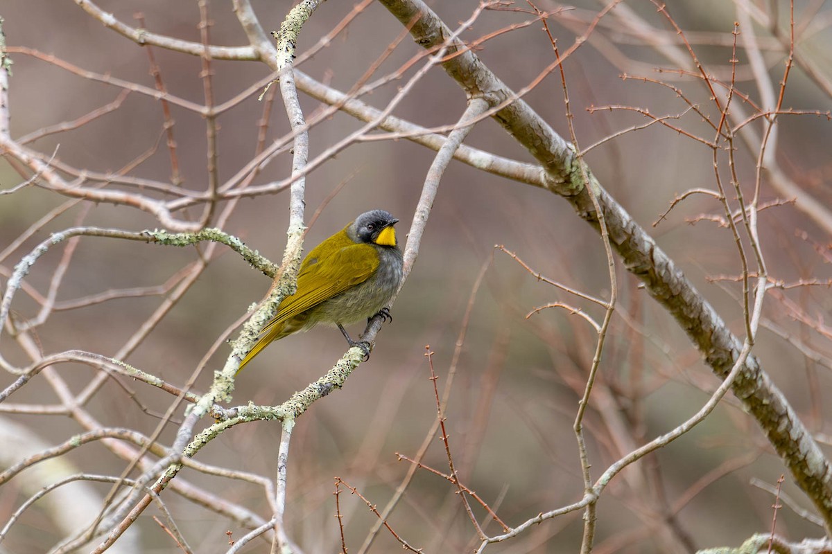 Yellow-throated Honeyeater - ML621739817