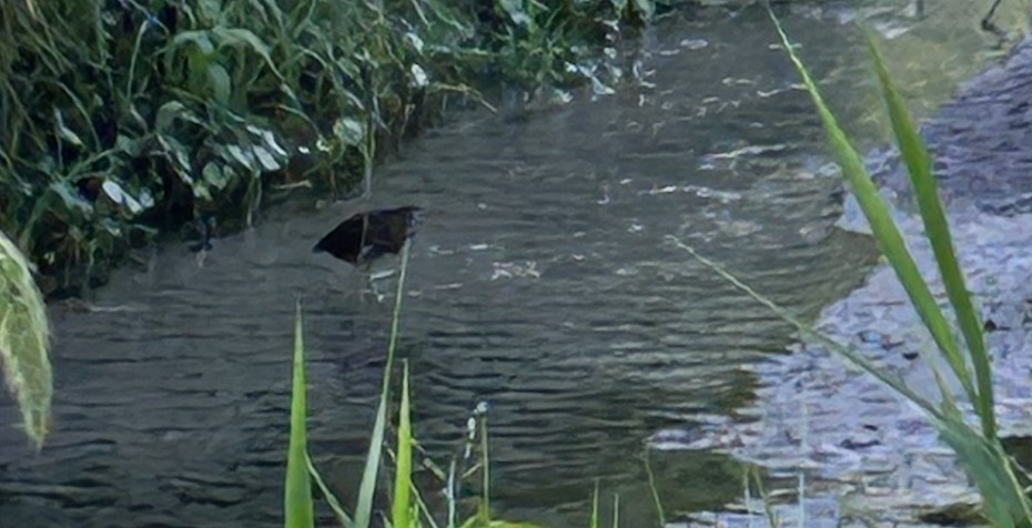 Least Bittern - ML621739823