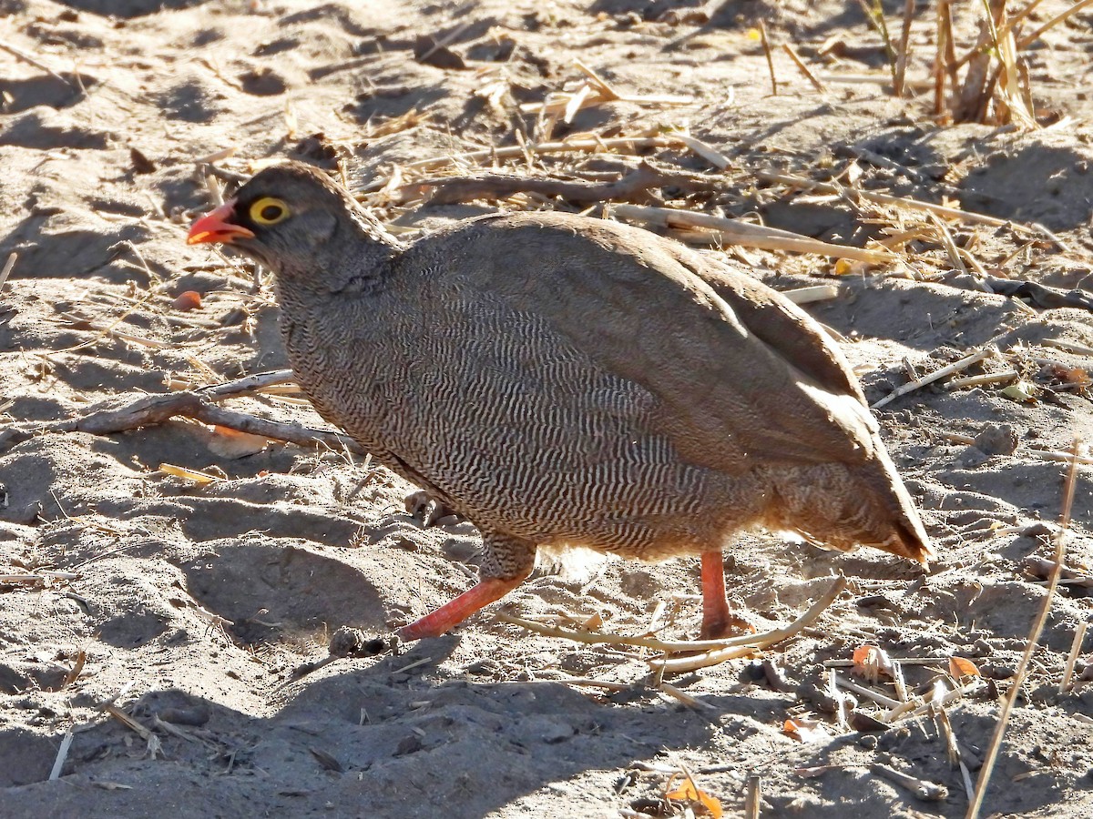 Red-billed Spurfowl - Leonardo Rassu