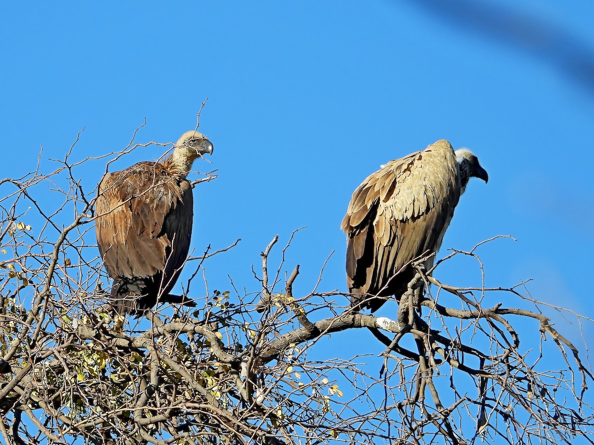 White-backed Vulture - ML621739854