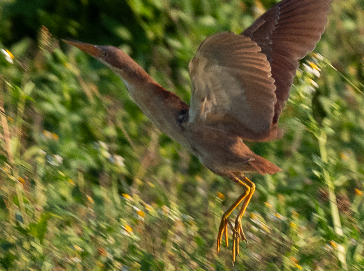 Cinnamon Bittern - ML621739906