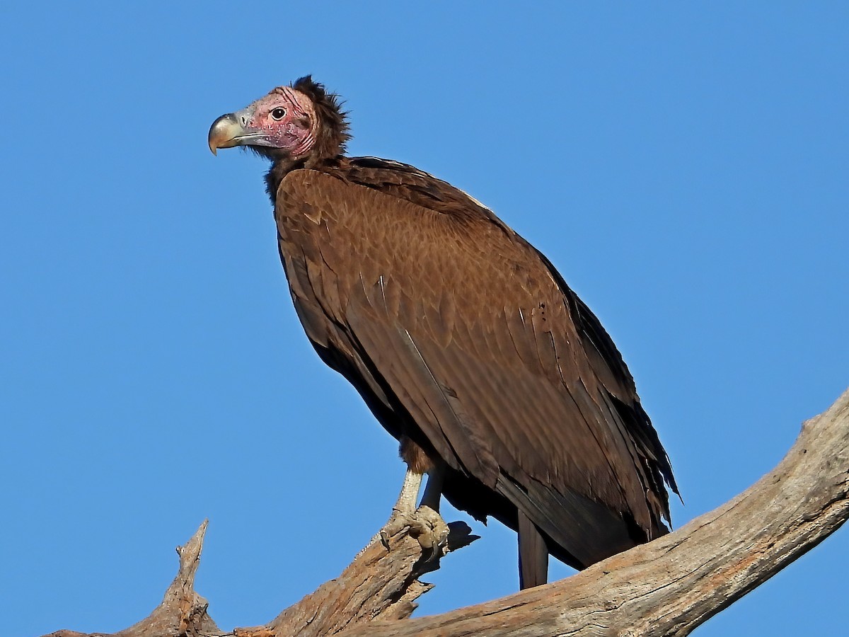 Lappet-faced Vulture - ML621739908