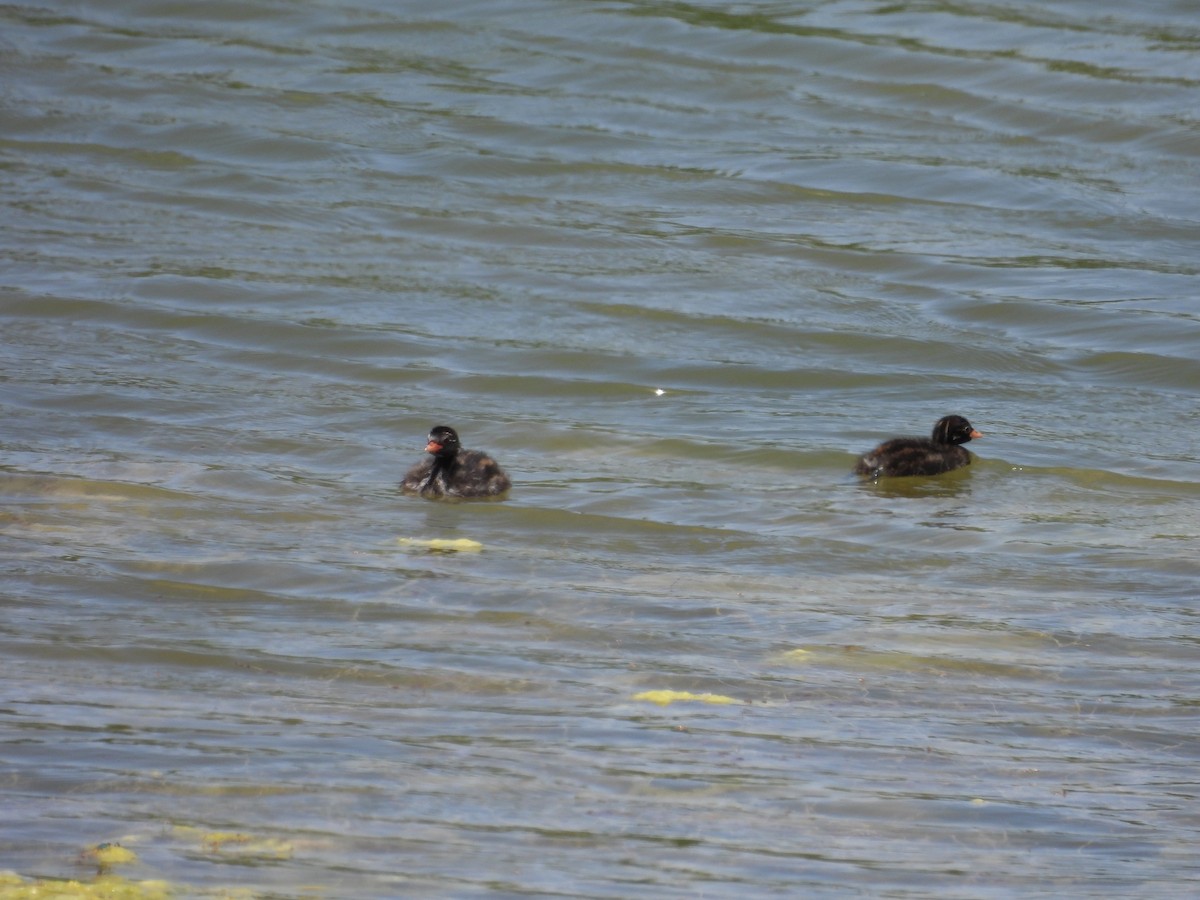 Little Grebe - ML621739935