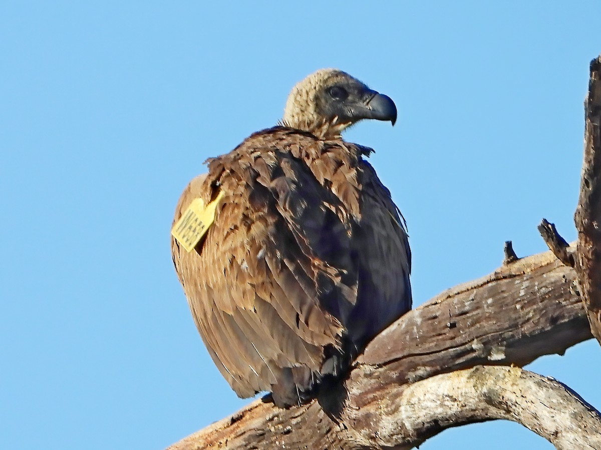 White-backed Vulture - ML621739936