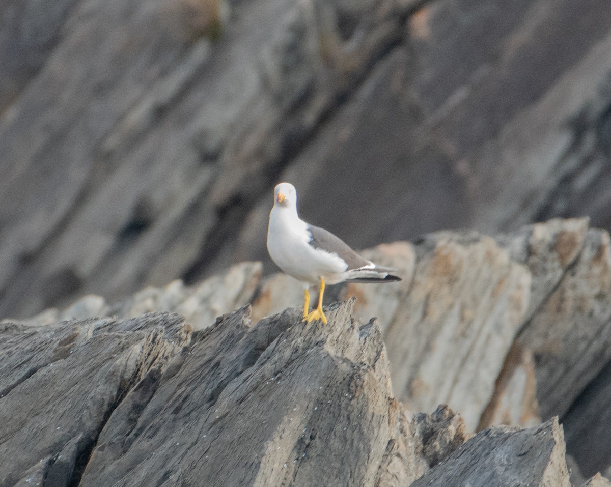 Silver Gull - ML621739972